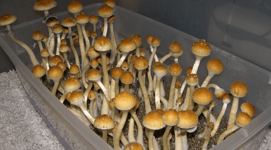 EU ahora busca legalizar cultivo y consumo de hongos alucinógenos. Noticias en tiempo real