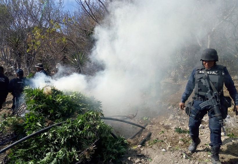 Localizan y destruyen droga en la Sierra Sur. Noticias en tiempo real