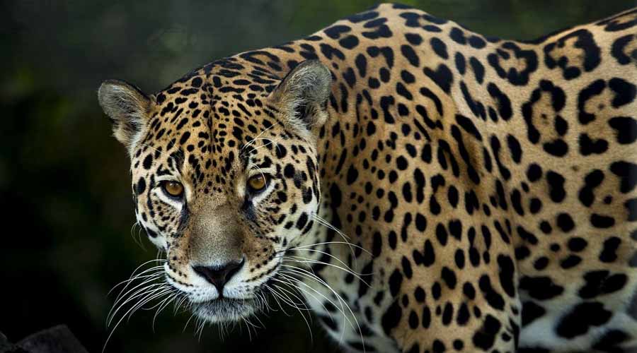 Video: Pug ataca a mordidas a un paciente jaguar. Noticias en tiempo real