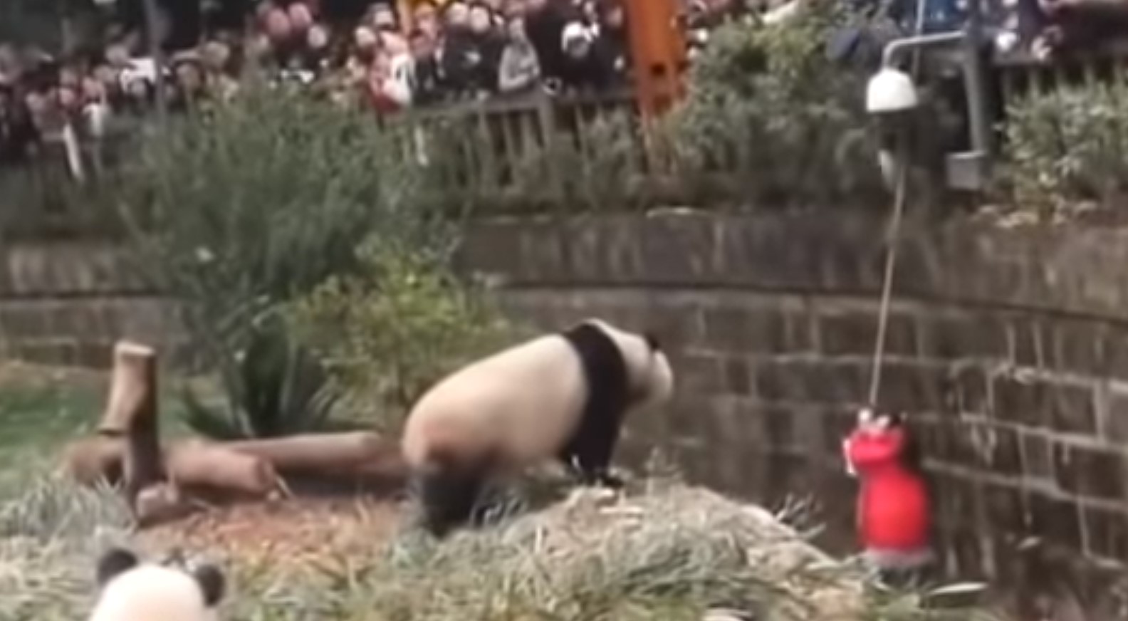 Video: Rescatan a niña que cae en hábitat de pandas en zoológico chino. Noticias en tiempo real