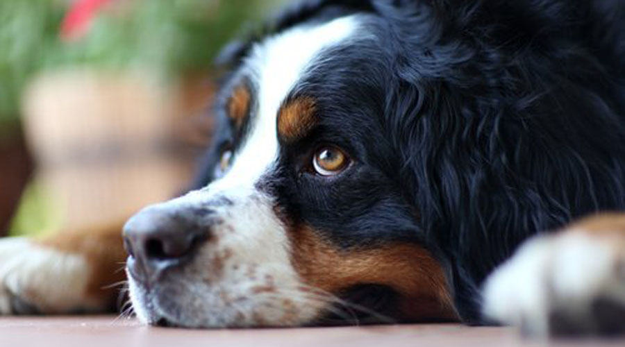 Vitamina D en exceso puede matar a tu perro. Noticias en tiempo real