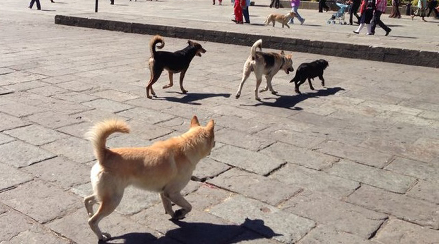 Piden a autoridades municipales atender aumento de perros callejeros