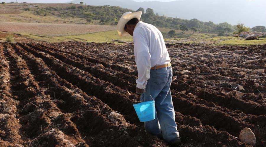 Trabajar la tierra para huir de la pobreza en Oaxaca