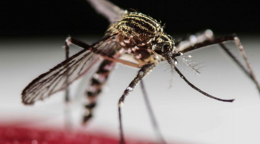 Investigador oaxaqueño desarrolla bioinsecticida contra el dengue