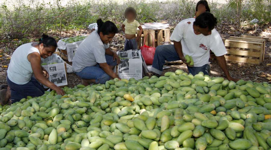 En riesgo, exportación de 25 mil hectáreas de mango en Oaxaca