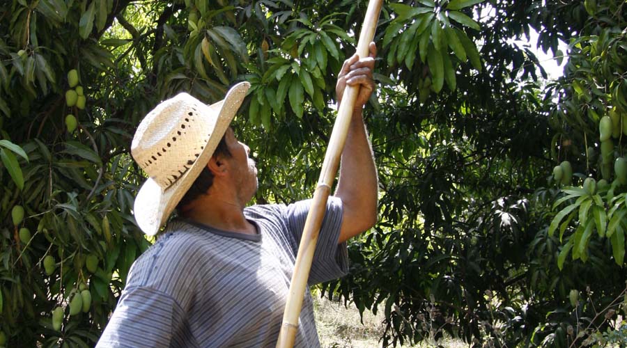 En riesgo, exportación de 25 mil hectáreas de mango en Oaxaca