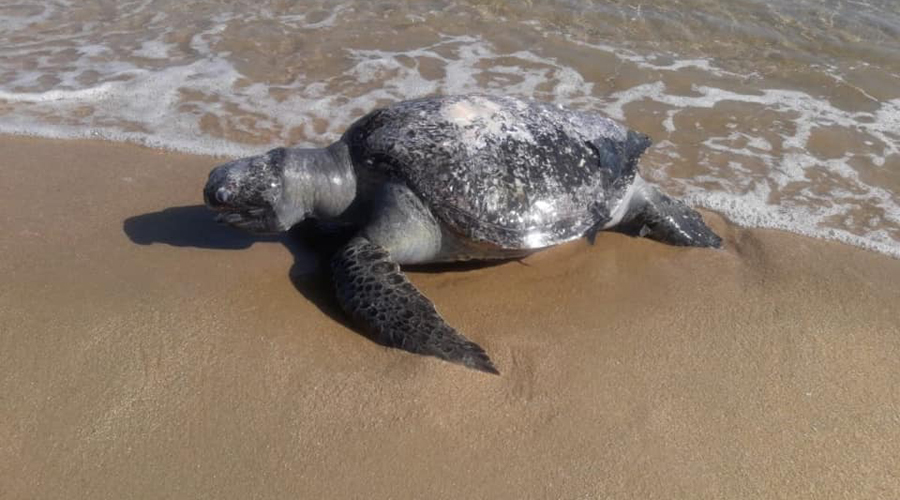 Aparecen tortugas muertas en diferentes playas de Huatulco