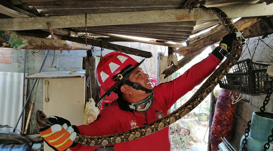Serpiente aterroriza a familia en Juchitán
