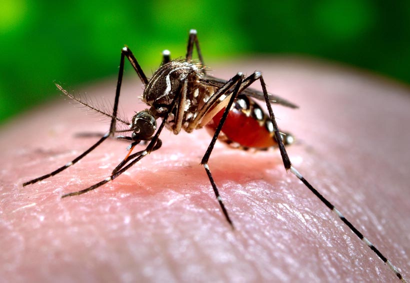Realizan acciones preventivas para combatir dengue, zika y chikungunya