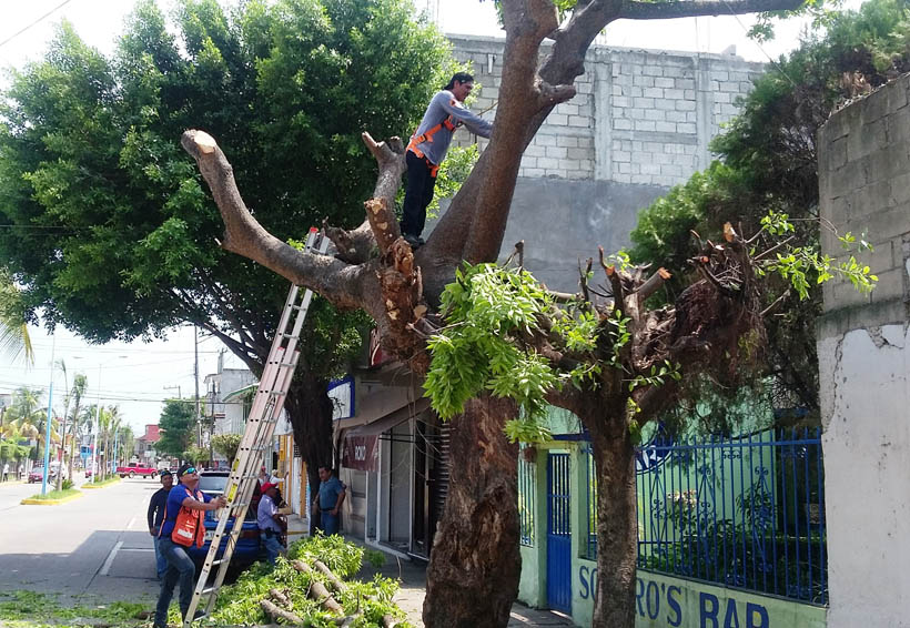 Derriban árboles en riesgo en Tuxtepec | El Imparcial de Oaxaca