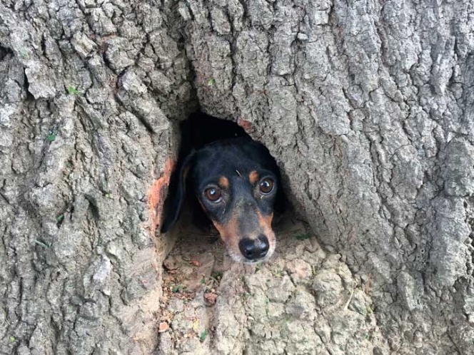 Bomberos rescatan a un ¿perro? de un árbol | El Imparcial de Oaxaca