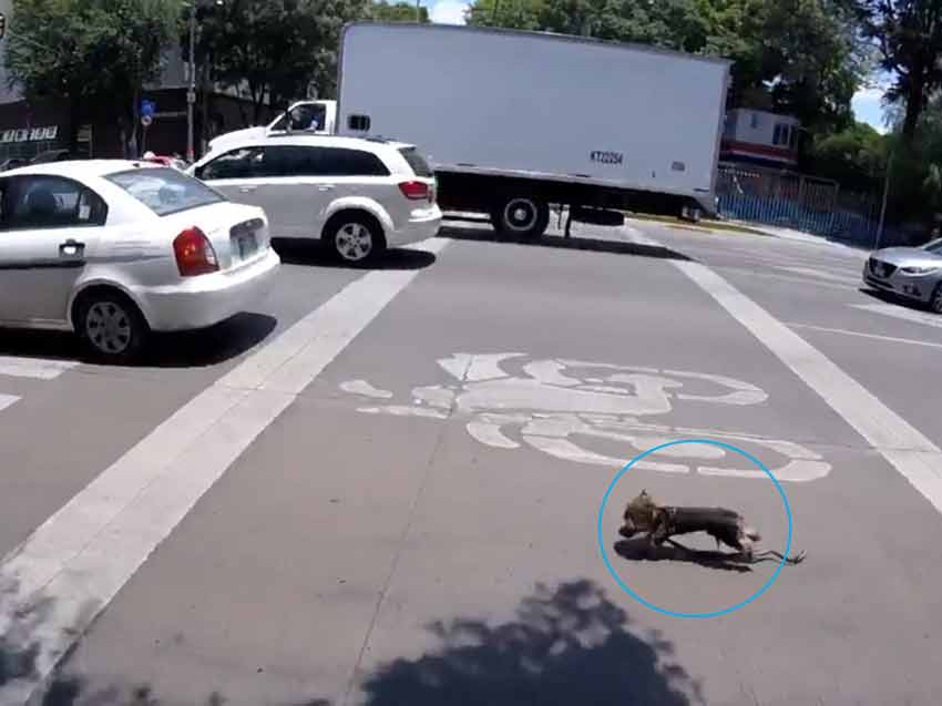 Video: Ciclista salva a perrito que corría ‘como loco’