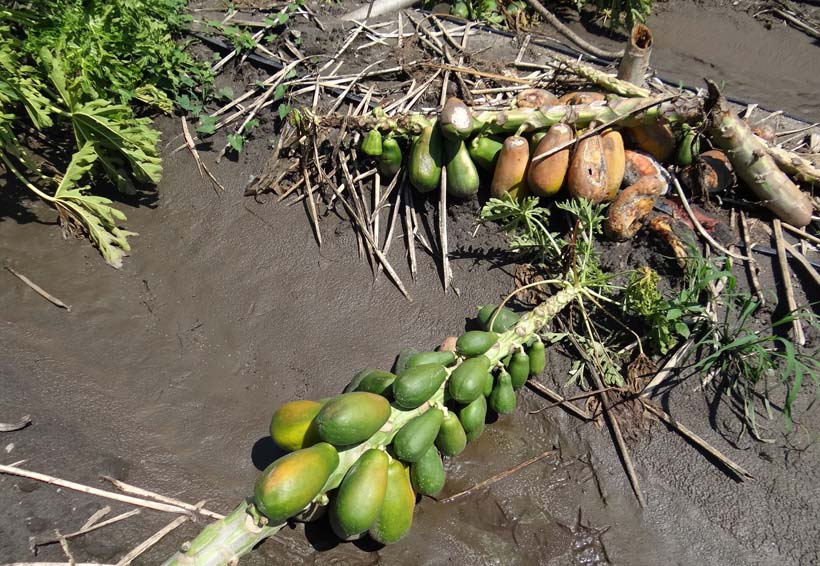 Pierden cultivos de papaya en Jamiltepec por Beatriz