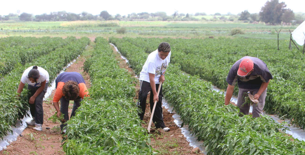 Otorga Sagarpa 27 mil mdp en créditos a productores en lo que va del año | El Imparcial de Oaxaca