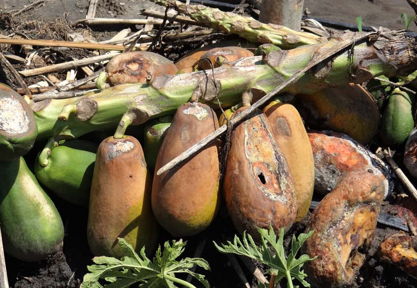 Pierden cultivos de papaya en Jamiltepec por Beatriz