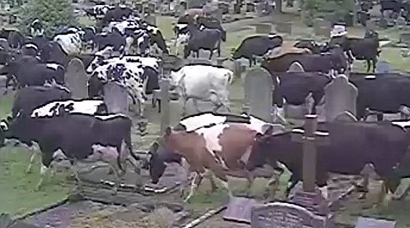 Más de 400 vacas asustadas invaden un cementerio británico | El Imparcial de Oaxaca