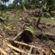 Pegan tormentas a productores locales en Oaxaca