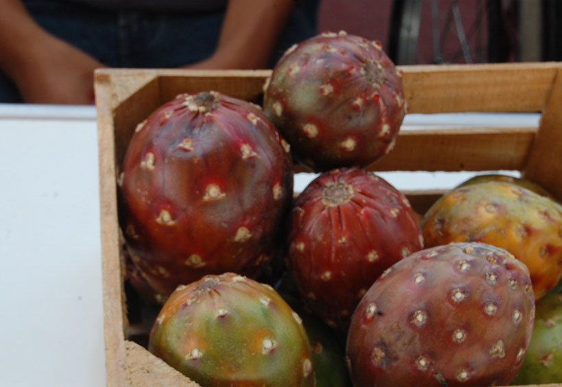 Se inconforman productores de pitaya en la Mixteca | El Imparcial de Oaxaca