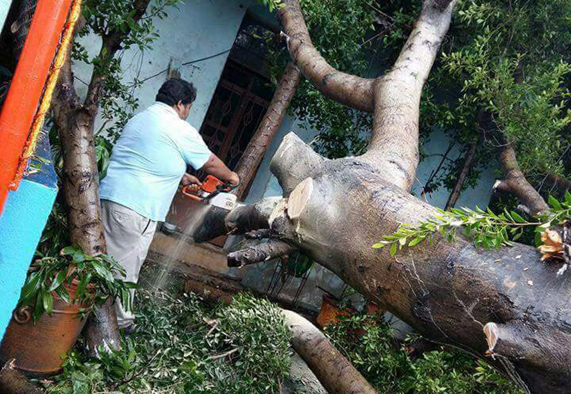 Rescatan a familias atrapadas por caída de árbol en el Istmo | El Imparcial de Oaxaca