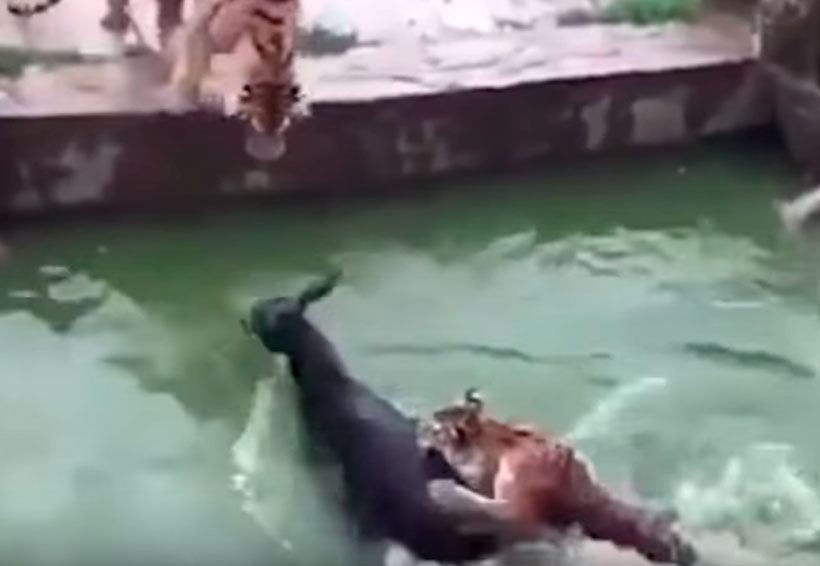 Video: Empleados de zoológico alimentan a 2 tigres con burro vivo | El Imparcial de Oaxaca