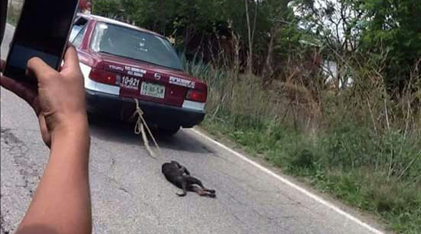 En Tlacolula taxi arrastra a un perro en carretera | El Imparcial de Oaxaca