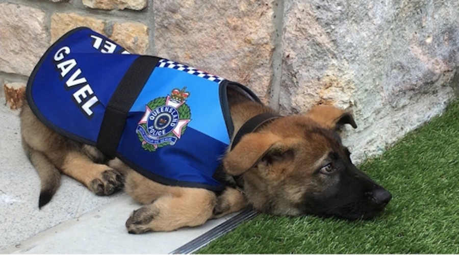 Gavel, el perro policía que perdió su empleo por ser muy amable | El Imparcial de Oaxaca