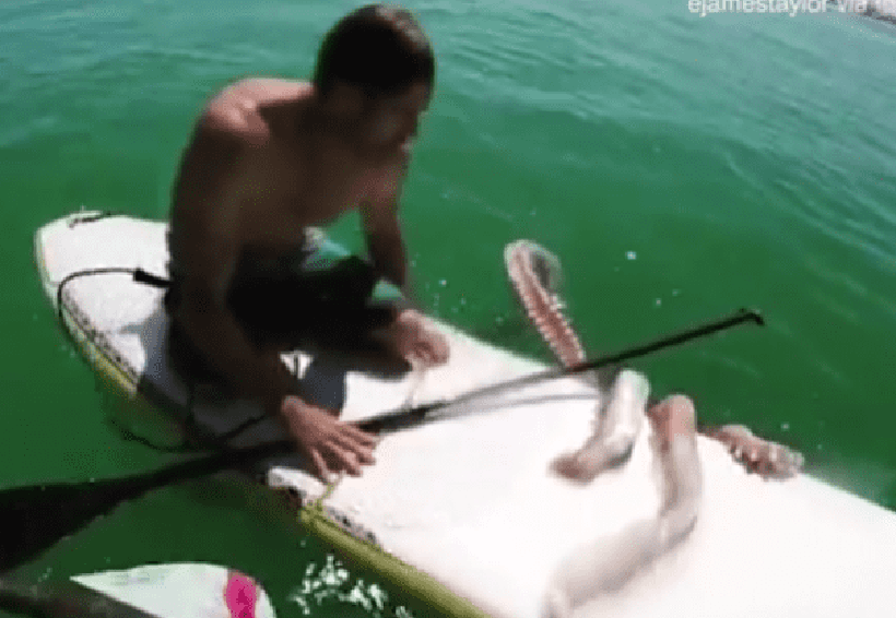 Video: Calamar gigante ataca a surfista | El Imparcial de Oaxaca