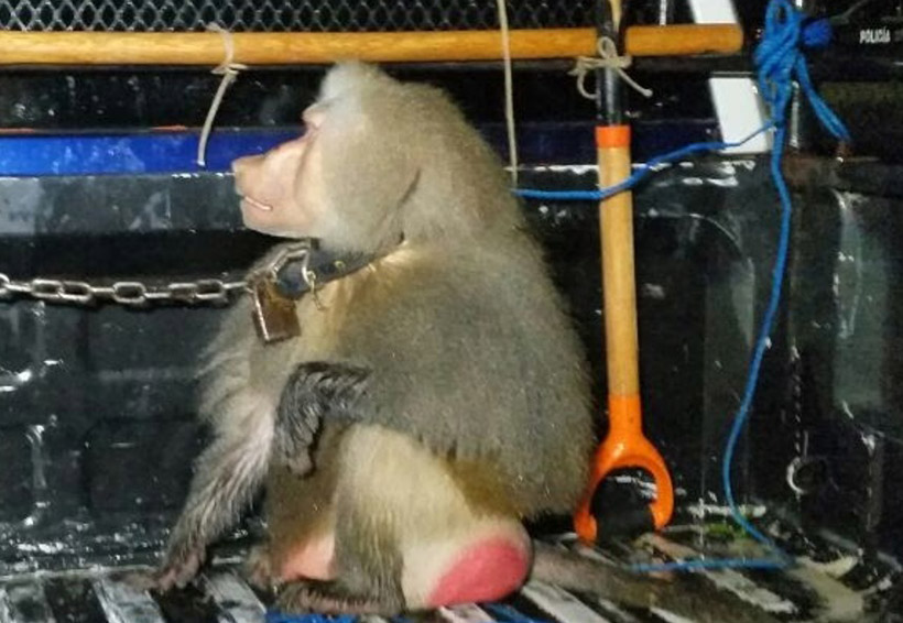 Mono provoca pánico en la Costa