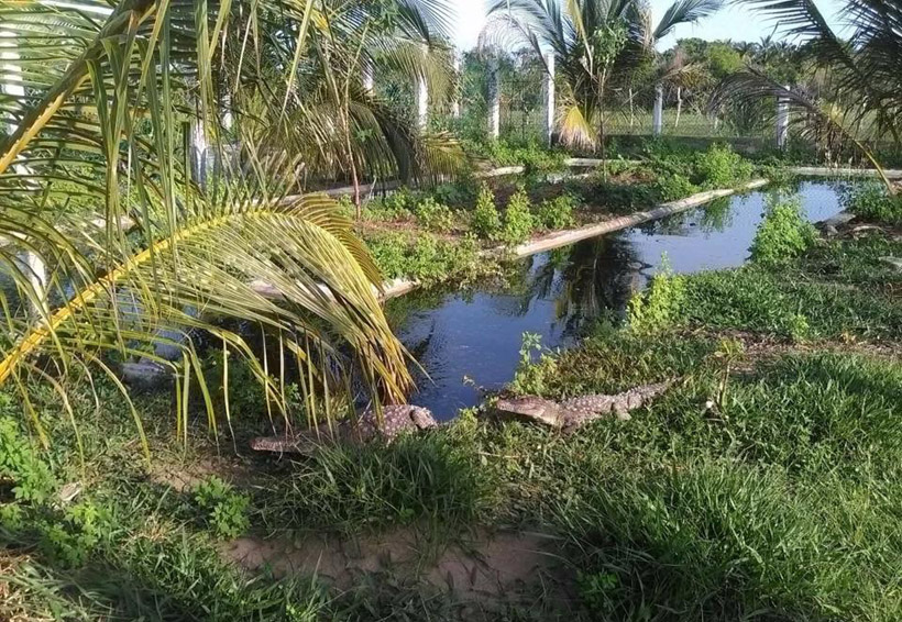 Descartan sobrepoblación de cocodrilos en la Costa