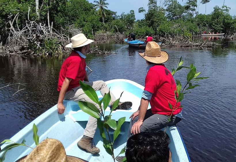 Reforestan 39.5 hectáreas de la laguna La Ventanilla | El Imparcial de Oaxaca