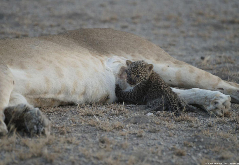 Leona alimenta a cachorro de leopardo, algo poco visto entre especies