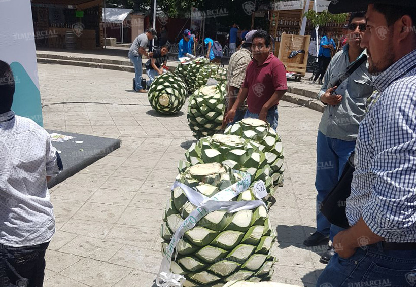 Premian a la ‘piña de agave más grande’ en Feria Internacional del Mezcal | El Imparcial de Oaxaca