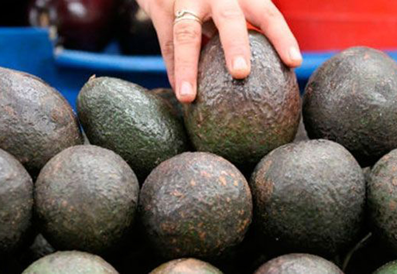 Kilo de aguacate se vende hasta en 99 pesos: Profeco | El Imparcial de Oaxaca