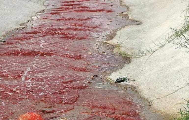 Denuncian ríos de sangre y tripas en Saltillo por rastro irregular | El Imparcial de Oaxaca
