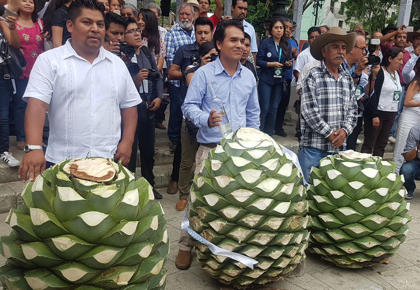 En el día del magueyero, premian la piña más  grande de Oaxaca | El Imparcial de Oaxaca