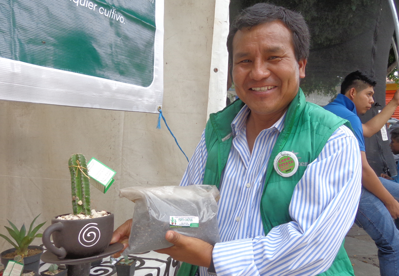 Logran industrialización  orgánica de la pitaya en la Mixteca