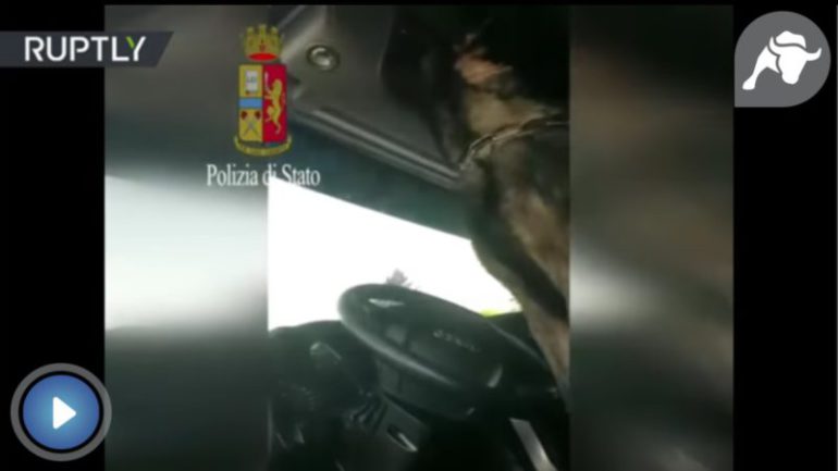 Un perro policía toca la bocina tras descubrir un paquete de heroína en un vehiculo | El Imparcial de Oaxaca