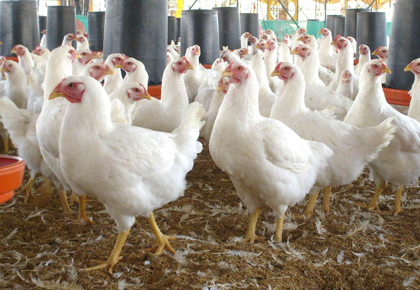 México, séptimo productor de pollo de engorda en el mundo | El Imparcial de Oaxaca