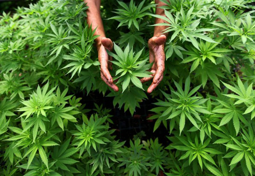 7 Beneficios medicinales de la cannabis | El Imparcial de Oaxaca