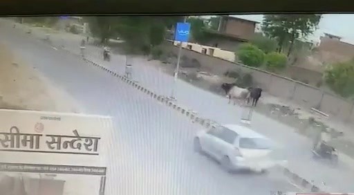 Un toro embiste a un motorista en la India | El Imparcial de Oaxaca
