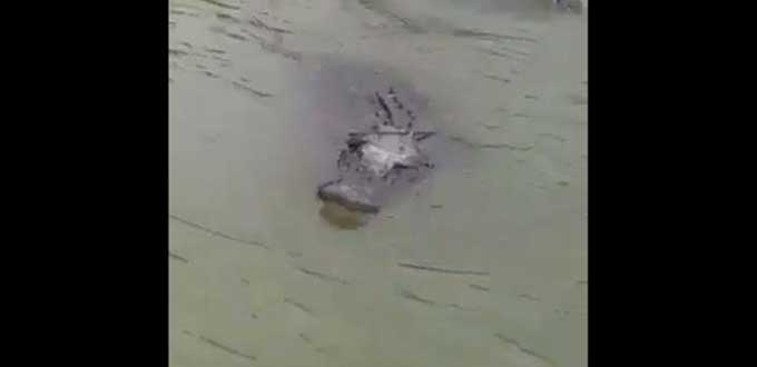 Un caimán es captado en VIDEO mientras nadaba en las aguas del Río Bravo | El Imparcial de Oaxaca
