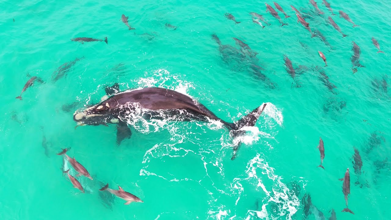 El juego entre una ballena y un grupo de delfines es grabado en por un dron | El Imparcial de Oaxaca