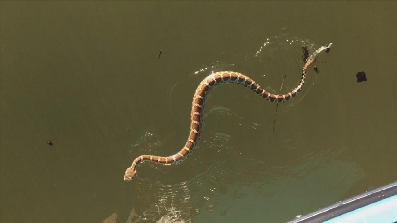 Navegan por un lago cuando una serpiente venenosa intenta subirse a bordo | El Imparcial de Oaxaca