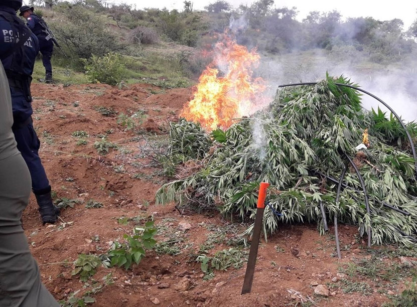 Destruyen plantío de mariguana en Ejutla | El Imparcial de Oaxaca