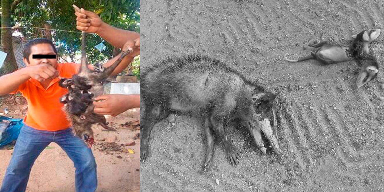 Indigna en redes matanza a machetazos de tlacuache y sus pequeñas crías | El Imparcial de Oaxaca