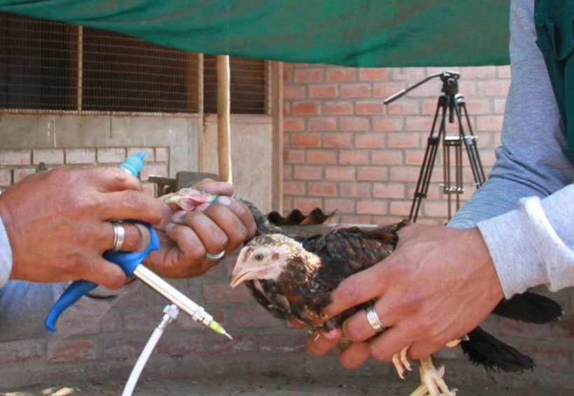 En Tuxtepec realizan campaña de vacunación para aves de traspatio