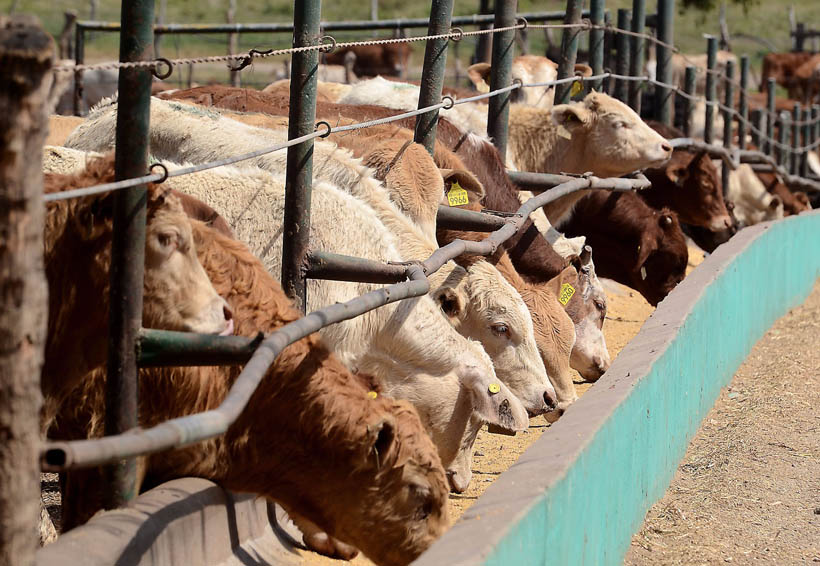 Cursos a ganaderos de la Cuenca  para evitar brote de tuberculosis | El Imparcial de Oaxaca