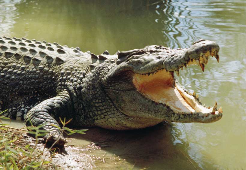 Terror en la Costa por ataque de cocodrilo