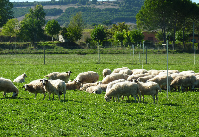 Realizan en la Costa pruebas a ganado ovino y caprino