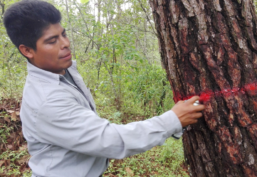 En Hidalgo Itundujia Inician la producción de árboles